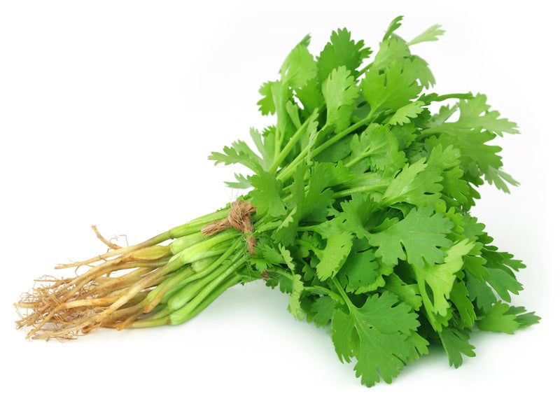 Coriander Bunch