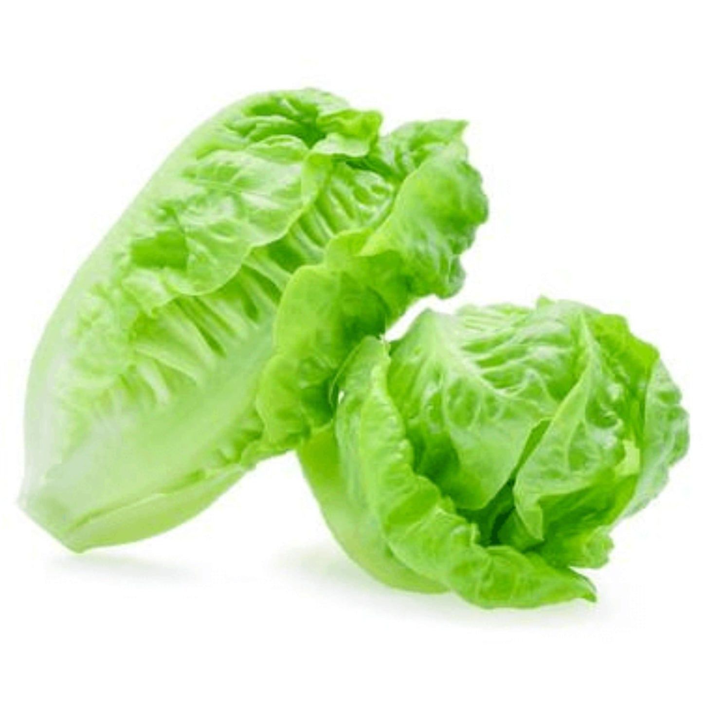 Baby Cos Lettuce Pack