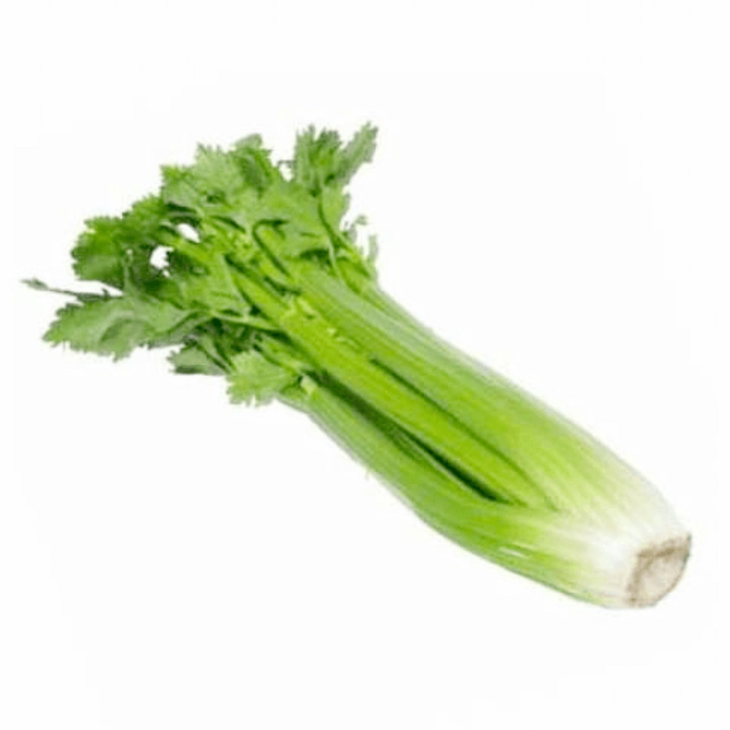 Celery Whole