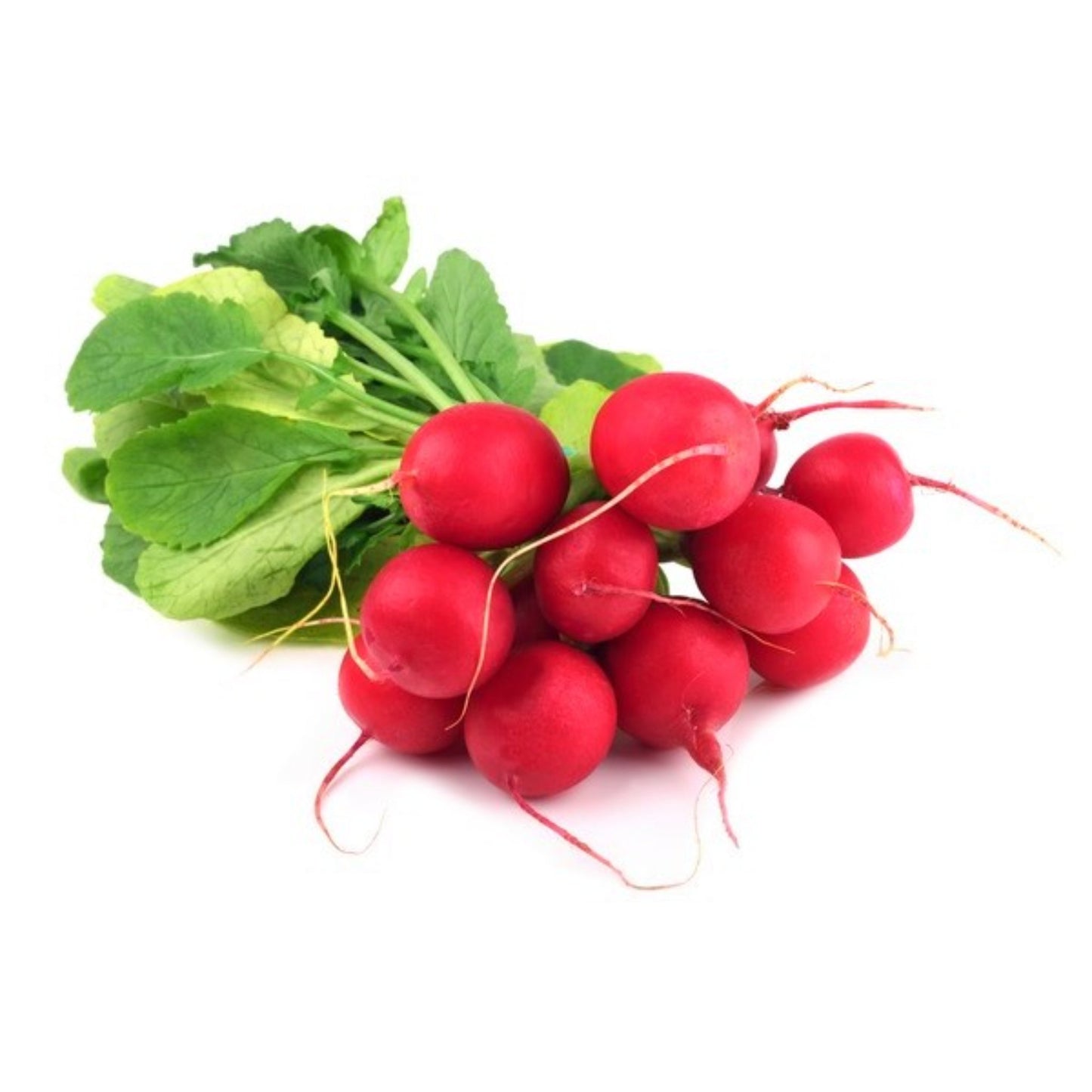 Red Radish bunch