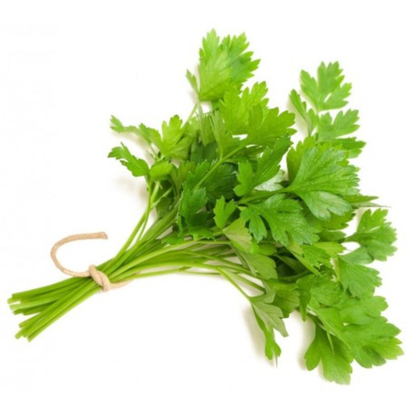 Continental Parsley Bunch