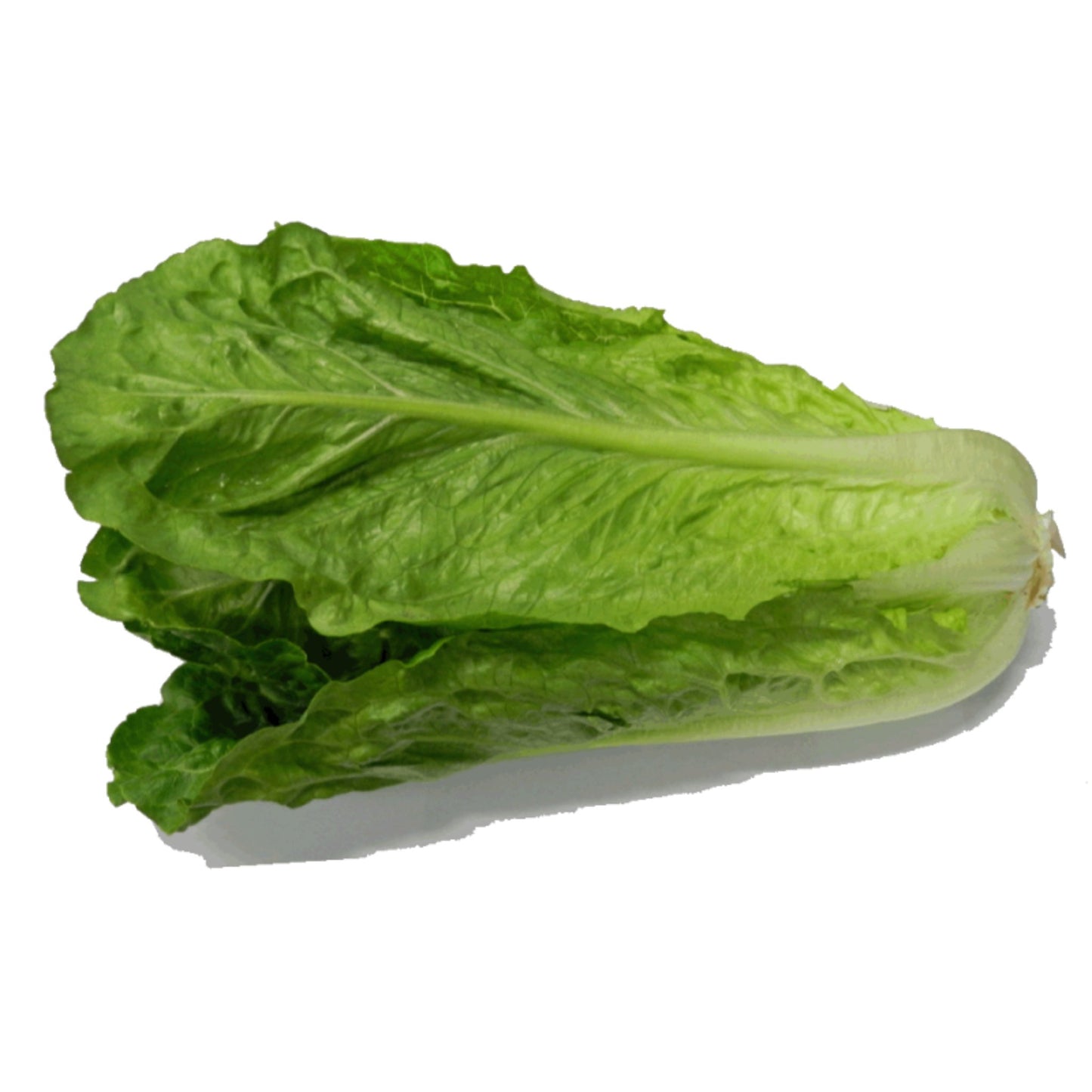 Cos Lettuce Each