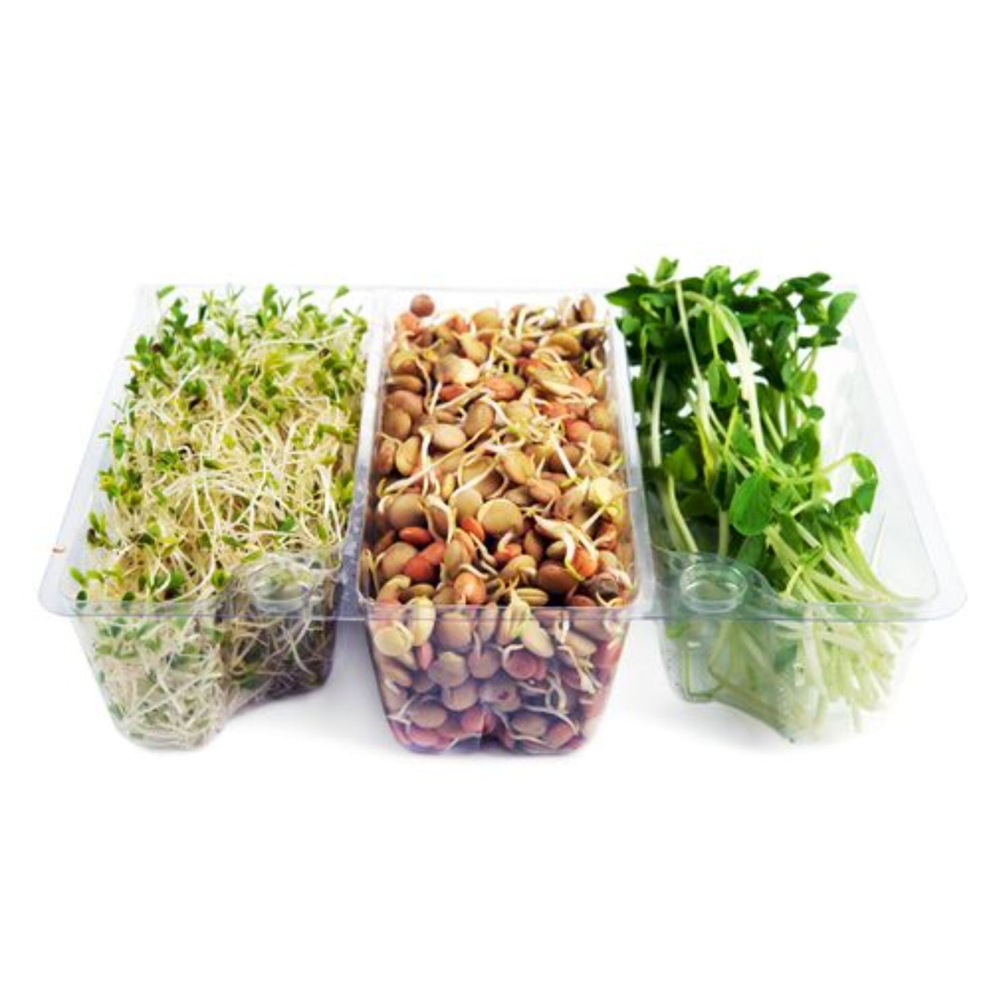 Trio sprouts Pack